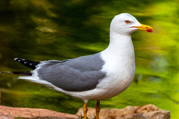 Seagull standing on a green background near a lake, closeup.