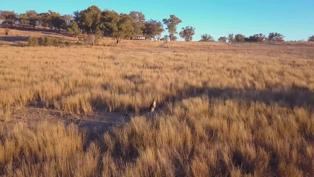 Aerial view of Kangaroos at Stanthorpe, a farm in countryside, Southern Downs Region, Queensland, Australia.