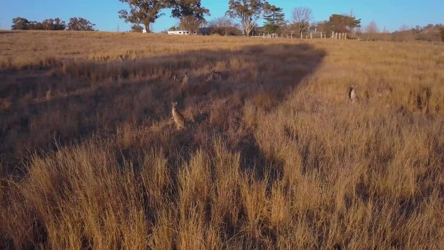 Aerial view of Kangaroos at Stanthorpe, a farm in countryside, Southern Downs Region, Queensland, Australia.