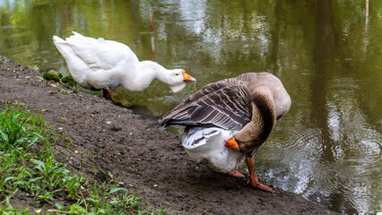 big geese on the river bank. color nature