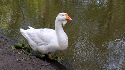 big geese on the river bank. color nature