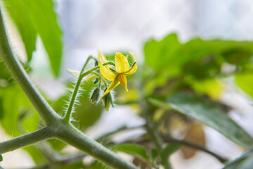 Tomato flower