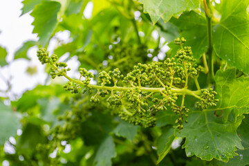The grape gardens. Cultivation of wine grapes in Serbia. Affirmed young cluster on a vine sunlit by the spring sun.