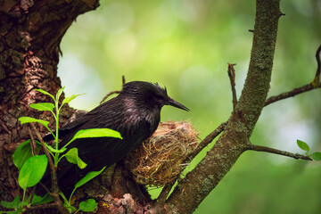 Starling bird near its nest in spring.