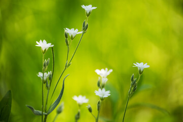 Delicate white flowers in a green forest.