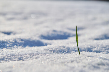 A blade of grass poking through the frozen snow cover in spring