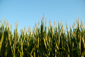 Obraz premium Ears; leaves and flowers of corn against the blue sky