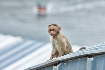 Cute Monkey sitting near tourist place. Amazing photo with beautiful background.
