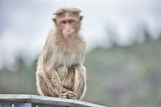 Cute Monkey sitting near tourist place. Amazing photo with beautiful background.
