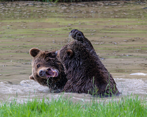 brown bear in the lake