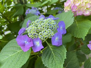 開花途中の紫色のガクアジサイ
