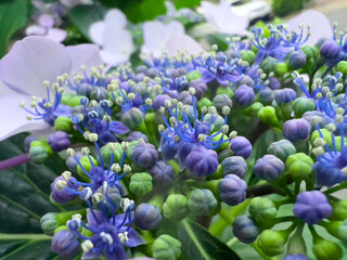 紫色のガクアジサイのアップ