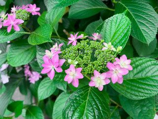 This is a picture of a hydrangea (cultivar: Dance Party) in the middle of blooming. It was taken on the roadside in Tokyo, Japan at the end of May.