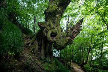 A bizarre tree trunk in the forest.