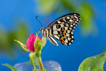 butterfly on flower