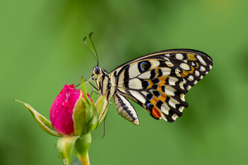 butterfly on flower