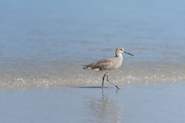 bird walking on the beach