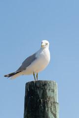 seagull on a post