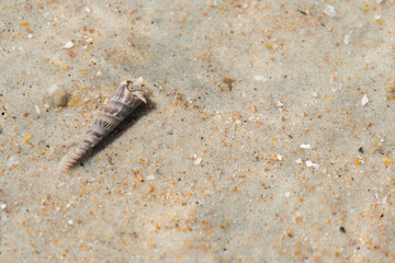 hermit crab in the water