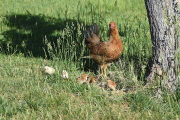 Hen and Chicks 1