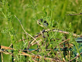 Ein Versteckter Vogel am Baum