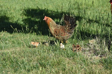 Hen and Chicks 2