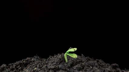 Green sunflower sprouts. Agriculture green field sprouts. Timelapse seed growing, Closeup nature agriculture shoot. Vegetable sprouting from the ground. Sunflower sprout rotation. agriculture business