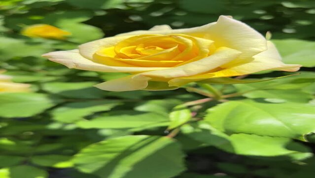 yellow rose flower in garden, vertical video.