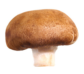 Fresh champignon mushroom, transparent background