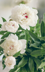 Beautiful bunch of fresh white peonies