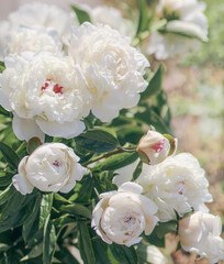 Beautiful bunch of fresh white peonies