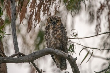 great horned owl among leaves