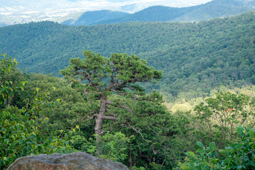 mountain landscape with trees