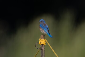 Western Bluebird Resting