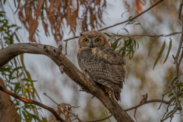 Baby Owl in a Tree