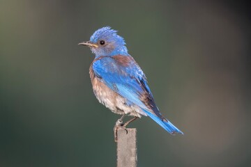 Western Bluebird Perched on a Stick