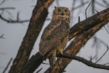 great horned owl