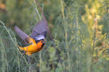 Bullocks Oriole