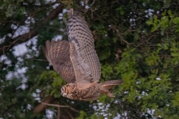 Great Horned Owl in Flight
