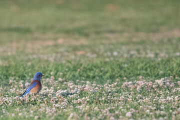 bird on the grass