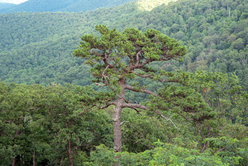 trees in the mountains