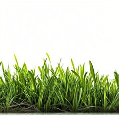 Close up of green grass with white background 