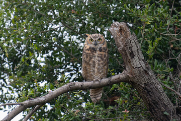 Great Horned Owl