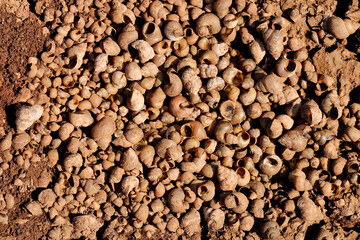 River Snails on the River Bank.