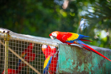 image of ara macaw parrot in zoo. ara macaw parrot bird. ara macaw parrot outdor. ara macaw parrot © be free