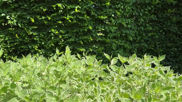 Ornamental shrub derain white cornus alba and green foliage hornbeam tree in the park.