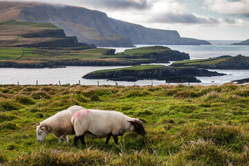 Landscape with green pastures and meadows in Ireland with sheep and sea with cliffs in the background