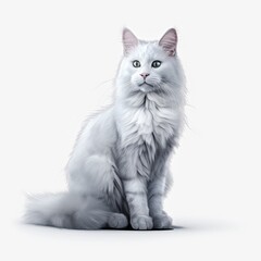 Obraz premium cat, kitten, animal, pet, isolated, domestic, feline, fur, white, cute, tabby, kitty, sitting, young, baby, portrait, adorable, looking, british, one, paw, pets, mammal, gray, beautiful