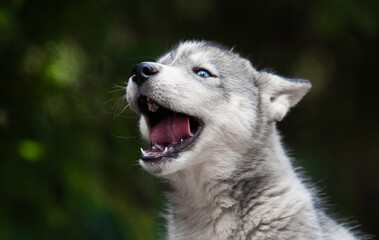 Little husky that looks like a wolf   © Ilona Didkovska