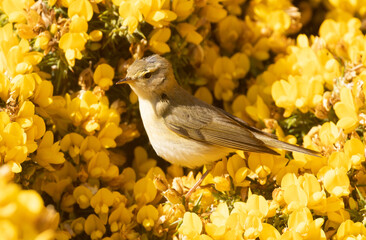 Beautiful willow warbler in bright yellow gorse flowers looking for bugs in bright sunshine 